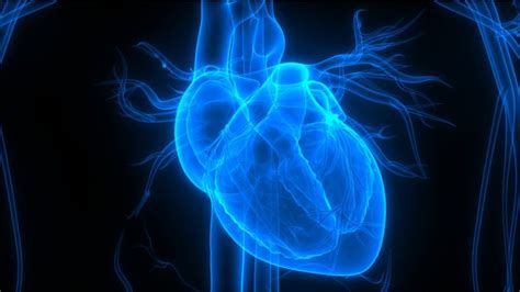 Jenis penyakit jantung yang paling umum adalah penyakit jantung koroner. Jenis-Jenis Penyakit Jantung Bawaan - Varriety Indonesia