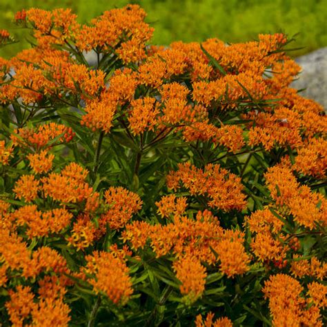 Asclepias Tuberosa Perennial Resource