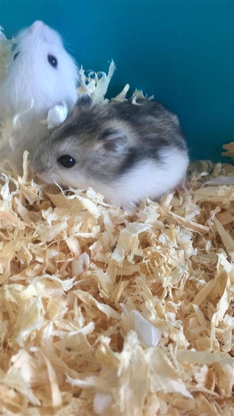 Russian Dwarf Hamsters In Rm8 Dagenham For £1500 For Sale Shpock