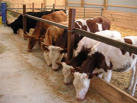 Livestock Feeding Area Case Study | Ecoraster North America