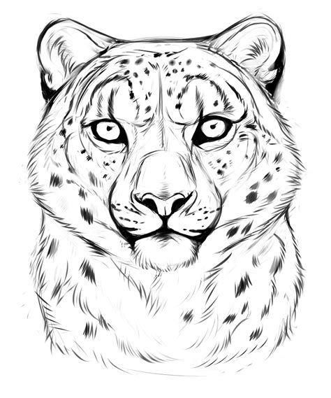 Leopard Face Drawing At Getdrawings Free Download