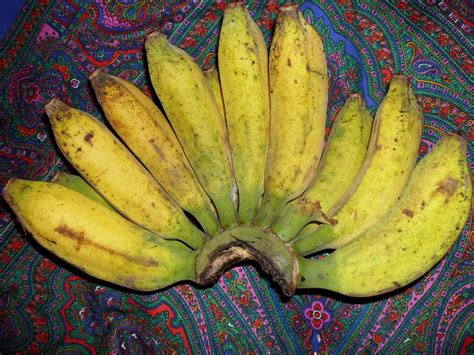 Pisang Raja Banana Plant - AKA Grindy Banana -Live Banana ...