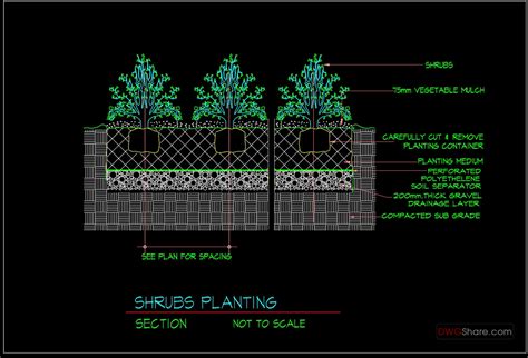 79autocad Drawing Of Shrubs Planting Details For Free Download