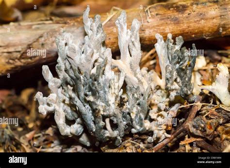 White Coral Mushrooms Grow Up Through Dead Leaves And Moss In English