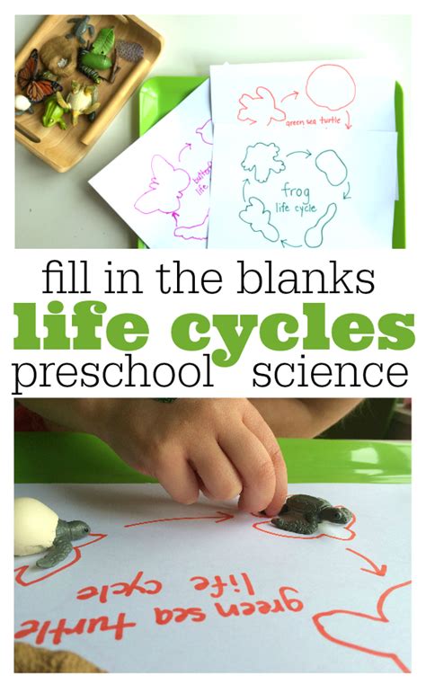 Fill In The Blank Life Cycles For Kids Preschool Science Lessons Life