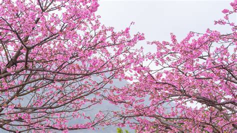 Download 1920x1080 Sakura Tree Pink Leaves Spring Cherry Blossom
