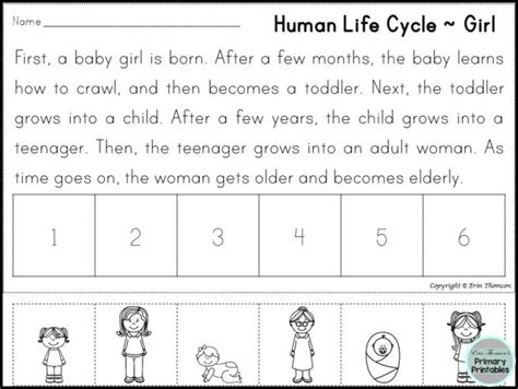 9 Human Life Cycle Worksheet Preschool Human Life Cycle Life Cycles