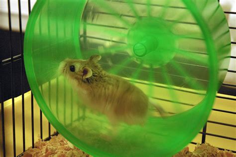 Hamster Power To Help Solve Energy Crisis Videos Grrlscientist