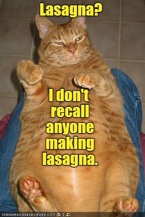 Where S The Lasagna Lolcats Lol Cat Memes Funny Cats Funny