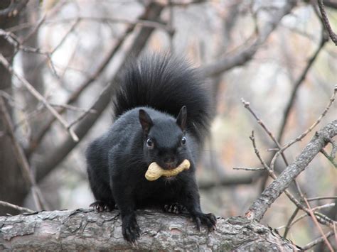 Oshawa Animal Control Learn More About The Black Squirrel