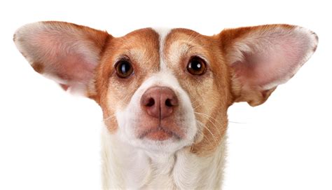 Your Dogs Ears To Pluck Or Not To Pluck Sarasota Dog