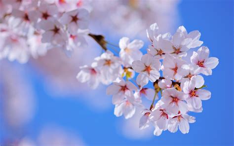 Nature Sunny Spring Flower Tree Blossom Wallpaper 3840x2400 721957