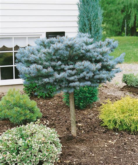 Dwarf Globe Blue Spruce Tree Form Bower And Branch