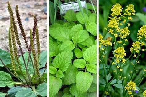 12 Edible Wild Plants With Extraordinary Health Benefits You Can Forage For