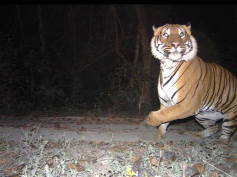 How An Ecosystem — And Its Tigers — Bounced Back In India Panthera