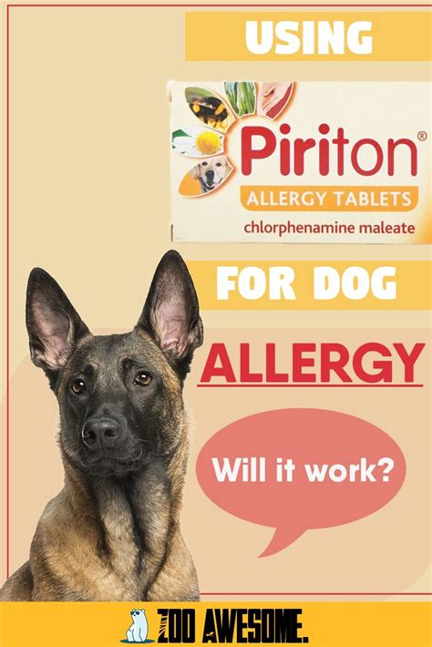 Can I Give My Dog Piriton For Allergies Dog Care Dog Advice Dog