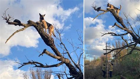 Firefighters Rescue Dog That Chased Cat Up A Tree And Got