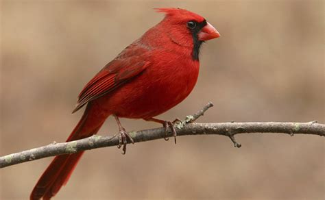 Species Spotlight Northern Cardinal
