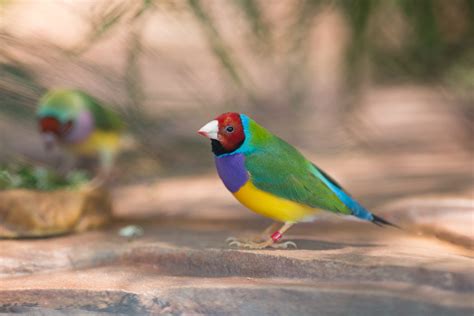 Gouldian Finch California Academy Of Sciences
