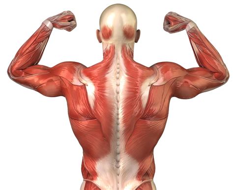 We put on muscle weight.the muscles provide the forces that enable the body to move. The Human Muscular System