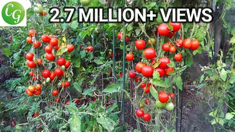 Maximize Your Tomato Yield Grow Fruit Not Leaves Youtube