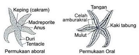 Gambar Struktur Tubuh Echinodermata Pulp