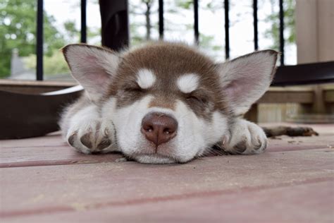 Red Siberian Husky Puppy Siberianhusky Cute Dogs Cute Funny Dogs