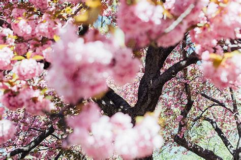 Blooming Cherry Blossom Tree By Stocksy Contributor Kristin Duvall
