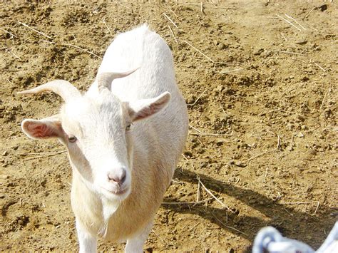 Goat Free Stock Photo Public Domain Pictures