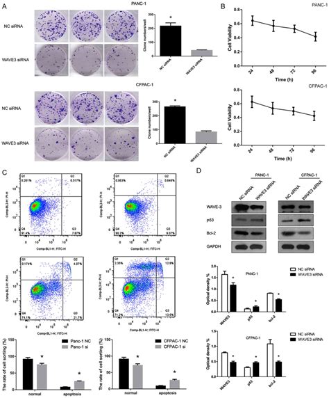 Wave3 Promotes Proliferation Migration And Invasion Via The Akt