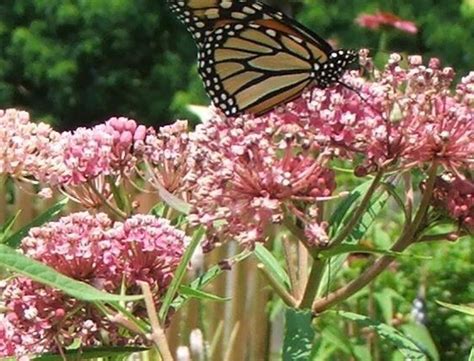 Asclepias Incarnata Butterfly Weed Milkweed Burts Greenhouses