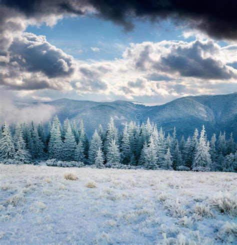 Dramatic Winter Scene Of Carpathian Mountains With Snow Covered Fir