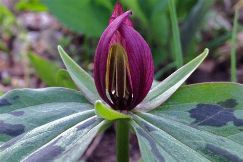 Trillium Sessile Ballyrobert Gardens Perennial Flowering Plants