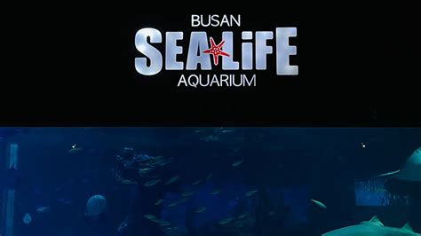 Busan Haeundae Aquarium 🐠🐬🐋🦈🐙🌱 Youtube