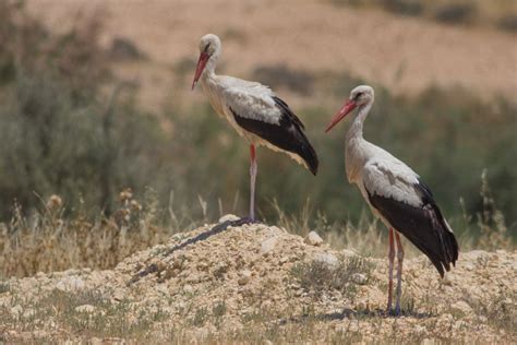 Best Time To See White Stork Migration In Israel 2024 Roveme