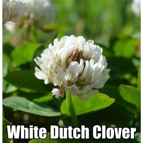 White Dutch Clover Seed Nitro Coated And Inoculated Seed World