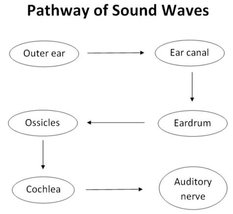 List The Sequence Of Structures Through Which Sound Waves Pa Quizlet