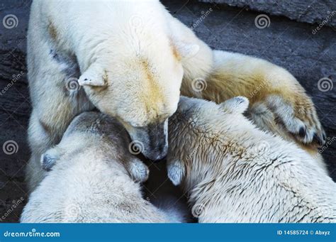 Polar Bear Cubs Feeding Stock Photo Image Of Ocean Eating 14585724