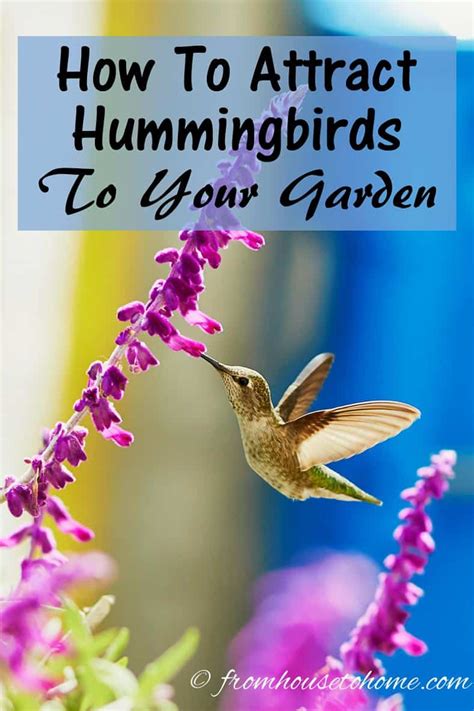 Attract Hummingbirds To Your Garden 10 Tips You Can Use In Your Yard