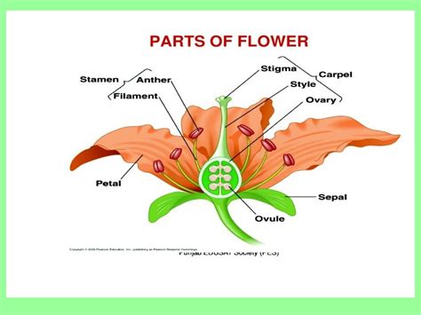 7 Reproduction In Flowering Plants Part 2