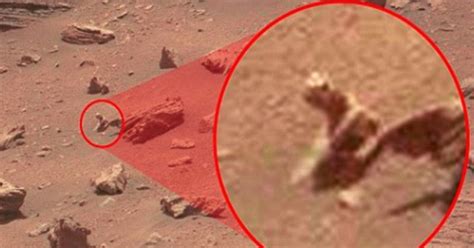 Alien Lizard Photographed By Nasas Curiosity Rover On Mars Some Life