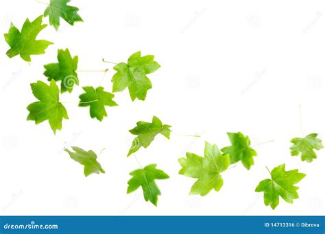 Falling Green Leaves Royalty Free Stock Image Image