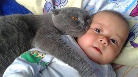 Cats Protecting Babies Videos Compilation 2019 😸 Cat Loves Babies