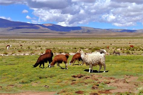 The Fauna Of The Pampas Argentina