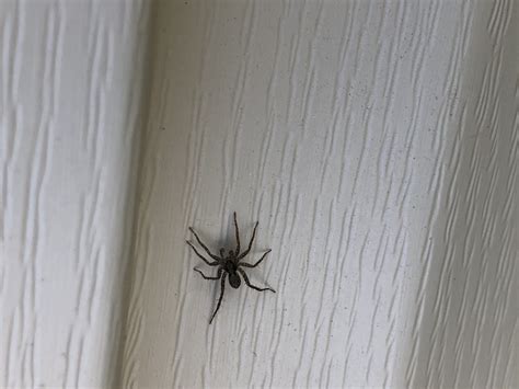 Unidentified Spider In On House Siding Illinois United States