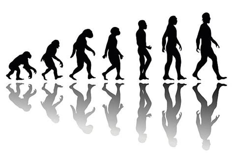 Royalty Free Human Evolution Clip Art Vector Images And Illustrations