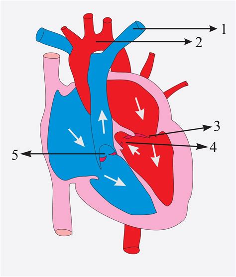The Diagram Given Represents The Human Heart In One Phase Of Its
