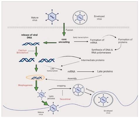 Monkeypox Life Cycle And Mechanisms Of Action Of Antivirals Download