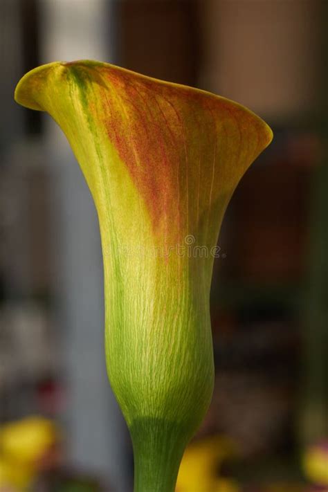 Colored Calla Lily In Bloom Stock Photo Image Of Ornamental Delicate