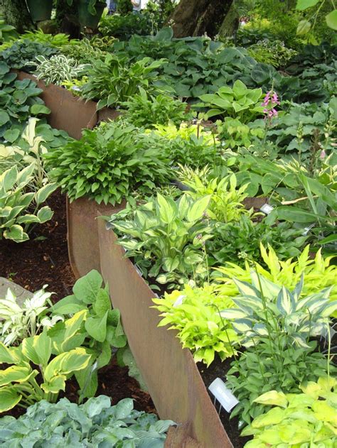 When to divide hosta plants: Miniature Hostas: It's a Small World — Enchanted Gardens